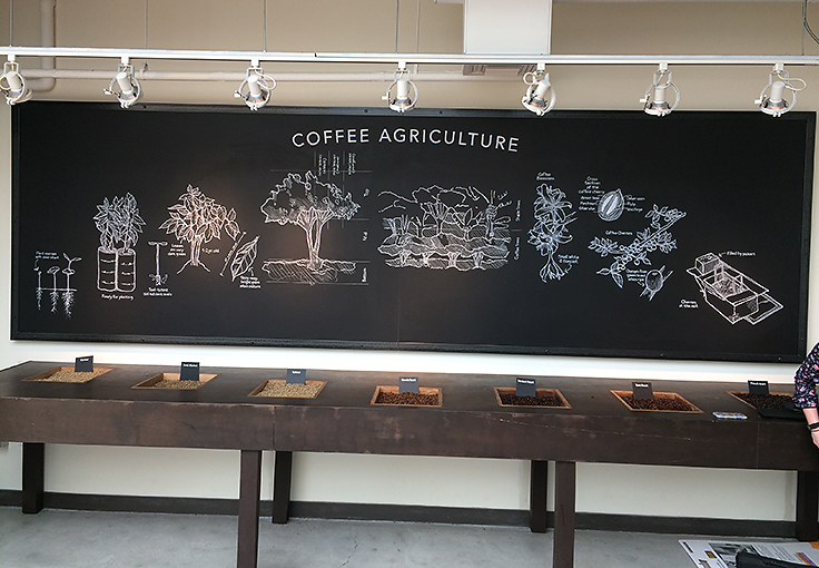 Botanical Illustration demonstrating coffee agriculture, Chalk pen Starbucks Corporate Office.